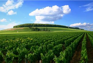 Liste de vins de Bourgogne à vendre